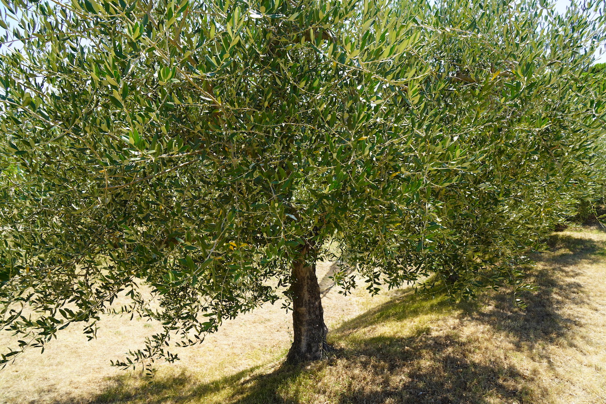 olivo-ulivo-olivicoltura-olio-albero-olive-azienda-agricola-lasabbiona-agosto-2022-fonte-agronotizie.JPG
